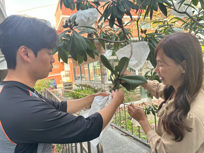 圖說:休閒運動管理系張美玲老師(右)指導韓籍學生崔珉瑞(左)進行枇杷套袋體驗。(圖片來源:中信科技大學提供)