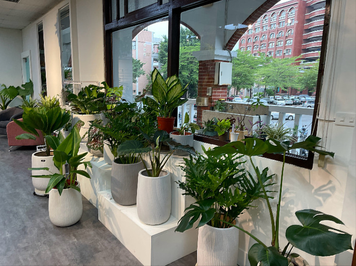 圖說:河畔綠藝所展示多款大型觀賞植物，以豐富綠意妝點空間，提供民眾多元選擇。圖片